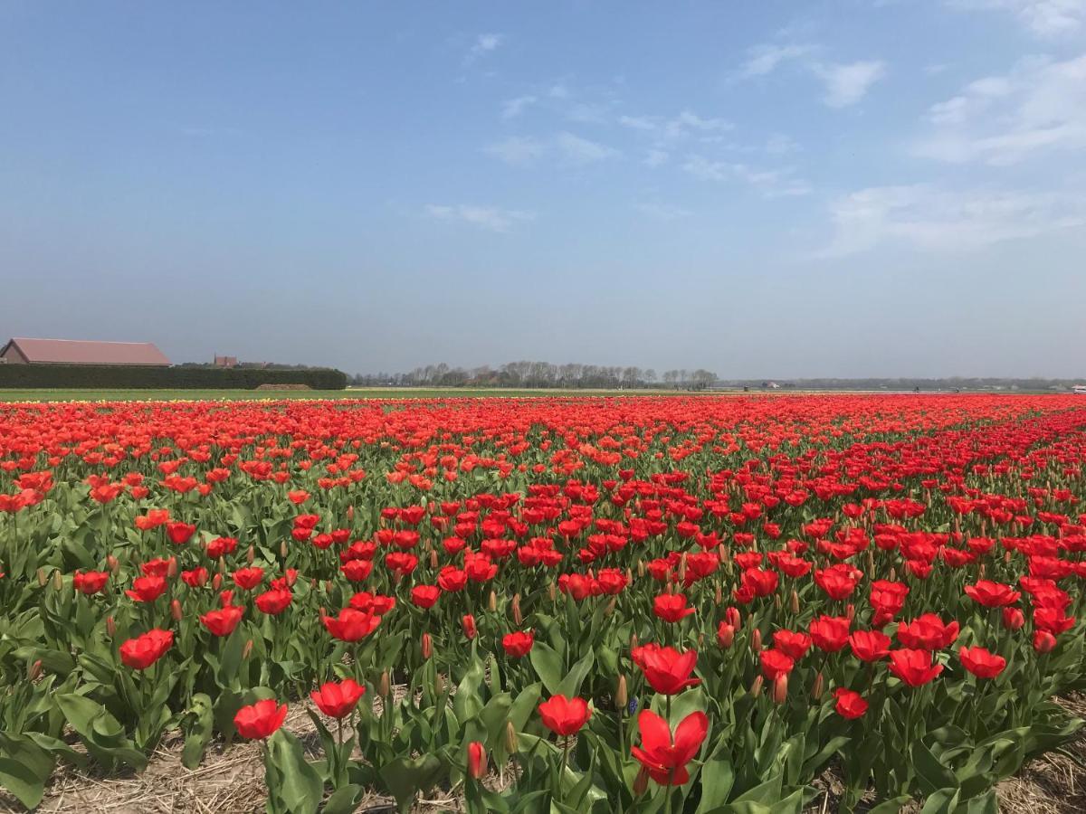 Vakantiehuis Achter De Duinen Castricum Εξωτερικό φωτογραφία